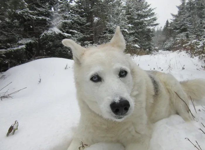 A dog's life in NFLD: how the late Nukka became our unofficial mascot