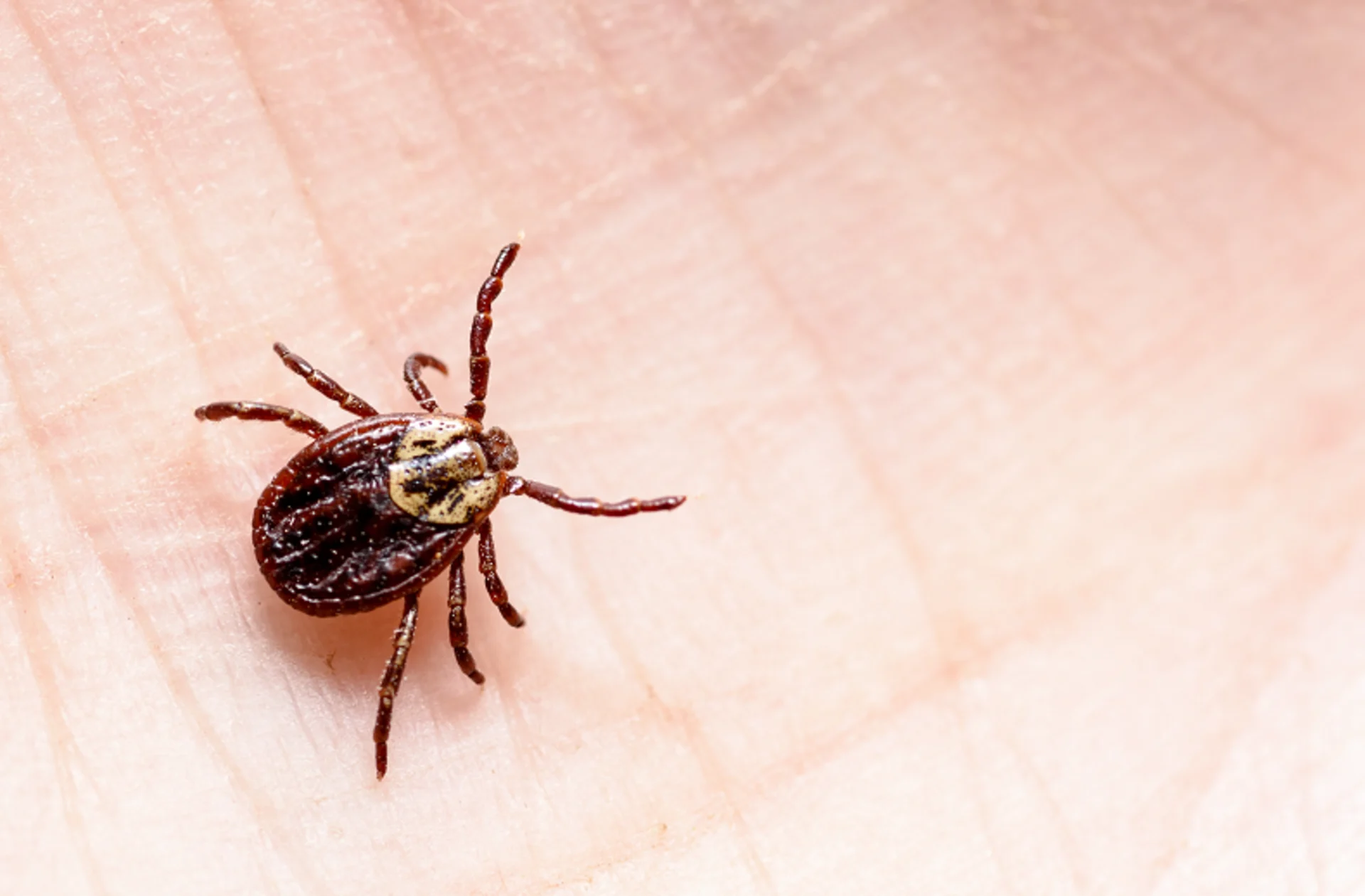 Friendly reminder: Ticks can still be active in winter