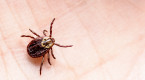 TICK SEASON: 5 little-known facts pet owners should know
