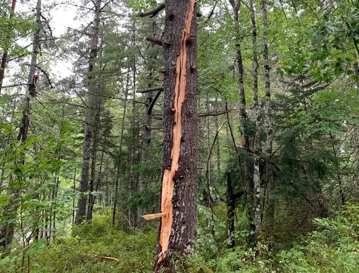 Lightning struck this St. John's family's campsite while caught in the middle