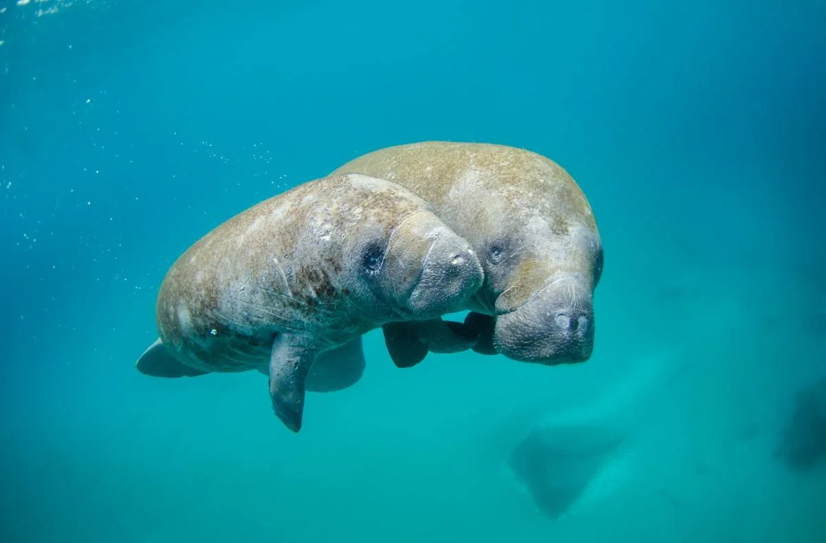 Florida cold snap sends manatees scrambling to the shore for warmth