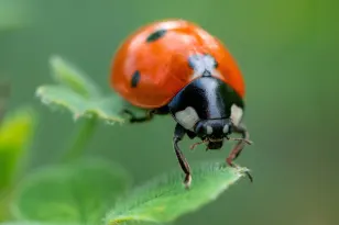 Some lady beetles bite. Here's how to tell which ones.