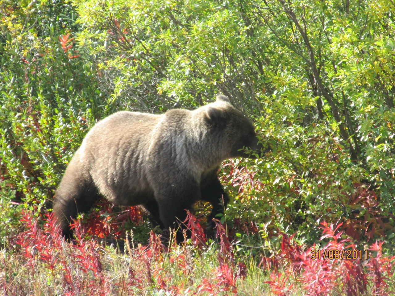 Grizzly bear/Submitted