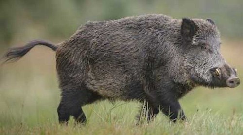 Wild pig/Ontario Ministry of Natural Resources and Forestry