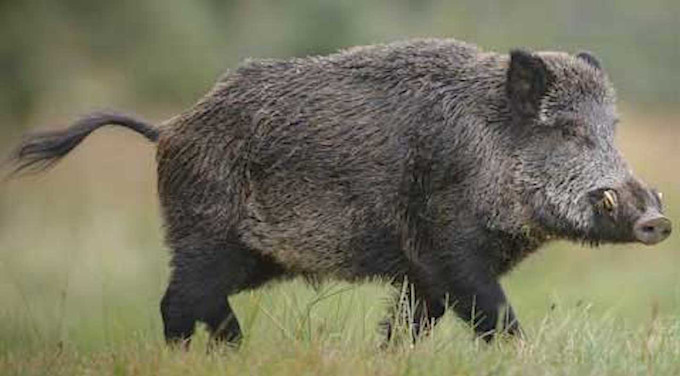 The Weather Network - Wild pigs seen roaming Ontario city, but ...