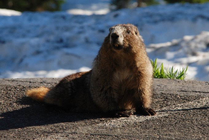 Meteomedia Comment Les Animaux Survivent Ils Au Froid