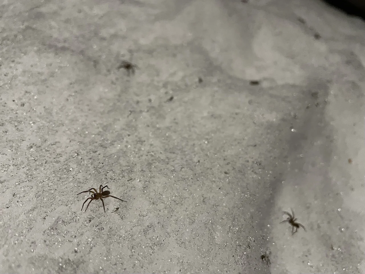 Weather may have had a role in creepy scenery of spiders on snowbank