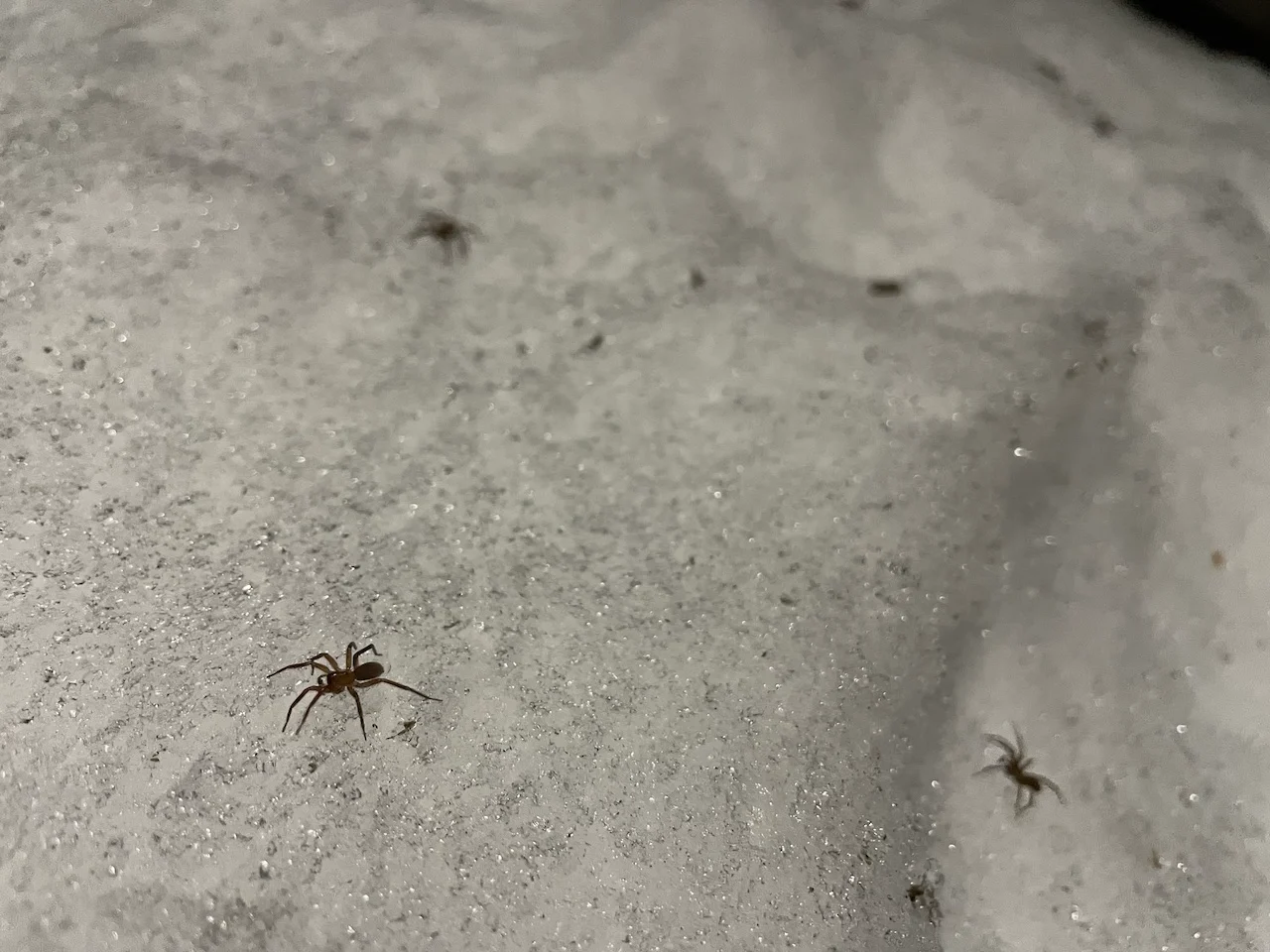 Weather may have had a role in creepy scenery of spiders on snowbank