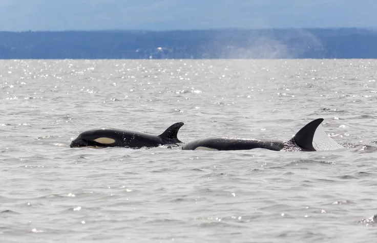 Russia releases more orcas from infamous 'whale jail'