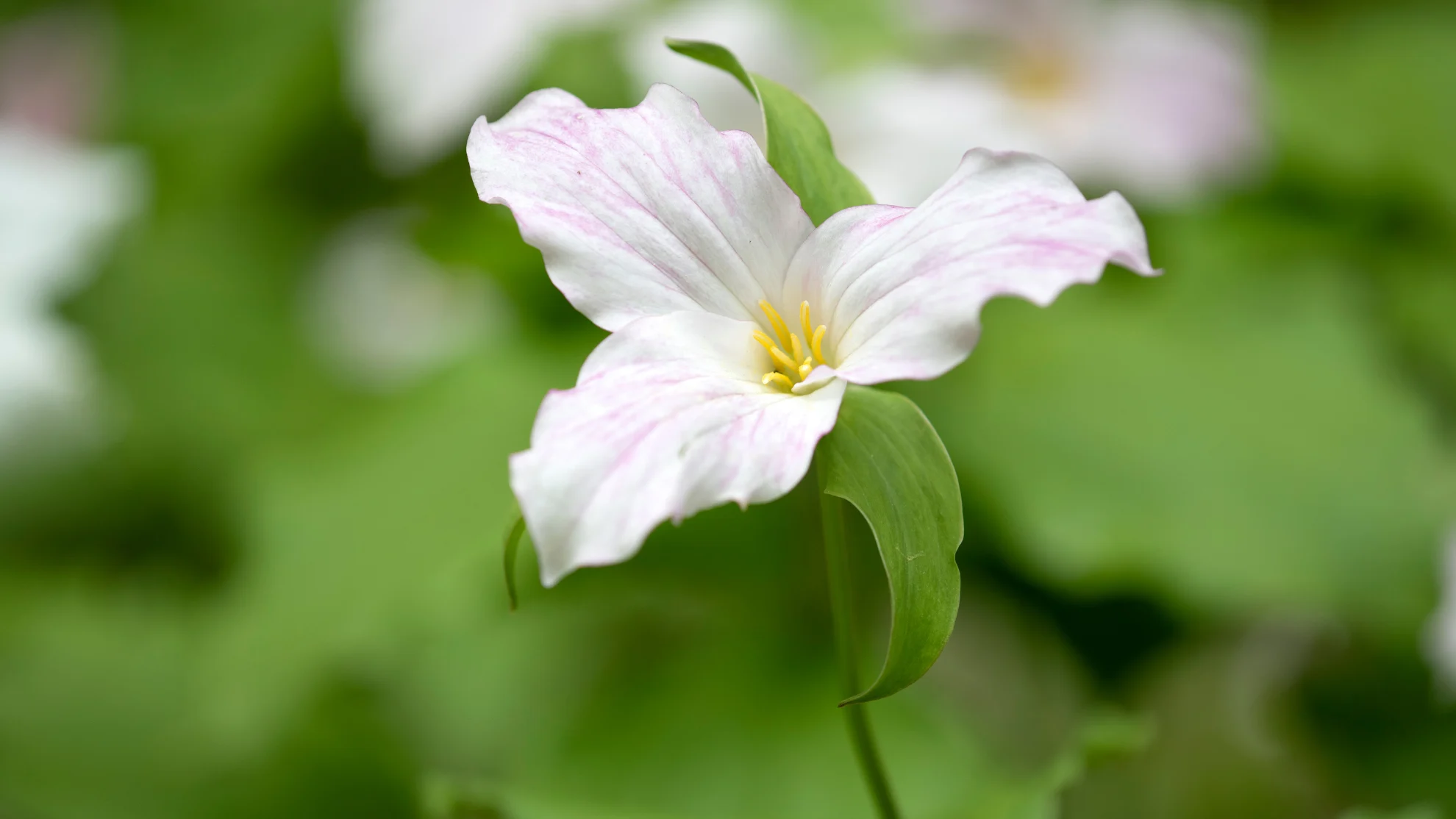 canva - trillium