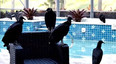 Vomiting vultures invade $700K Florida vacation home