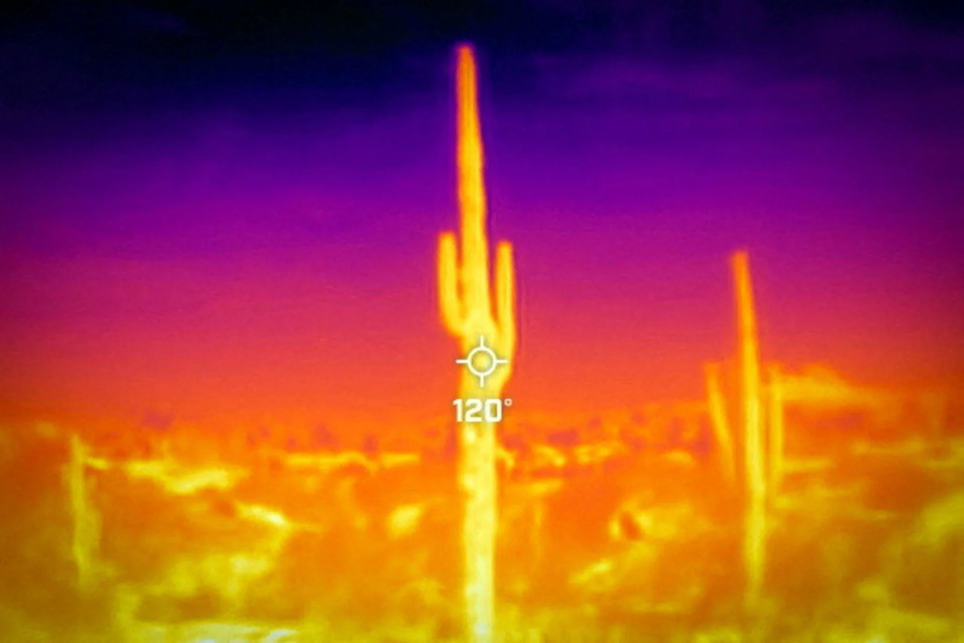 Reuters: FILE PHOTO: A saguaro cactus is seen during a 27-day-long heat wave with temperatures over 110 degrees Fahrenheit (43 degrees Celsius) at the Desert Botanical Garden in Phoenix, Arizona, U.S., July 26, 2023. On July 26 at 09:50 (GMT-7), a Flir One ProThermal camera registered a surface temperature of 120 degrees Fahrenheit (48 degrees Celsius), with an air temperature of 86 degrees Fahrenheit (30 degrees Celsius) according to the National Weather Service. REUTERS/Carlos Barria/File Photo