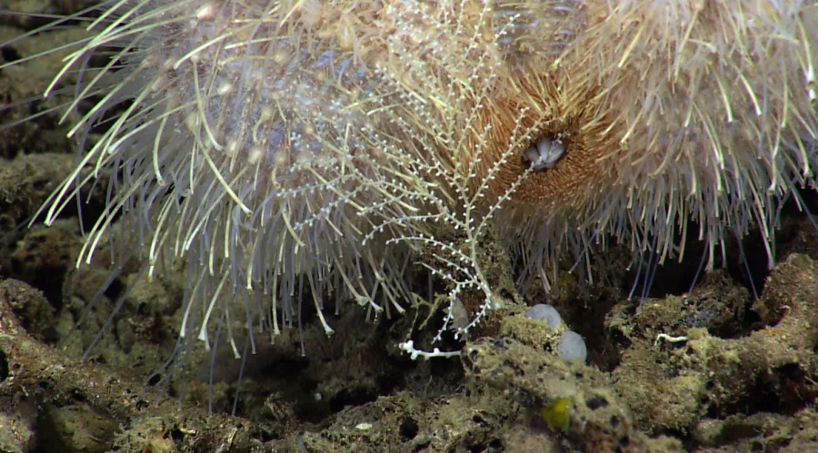 A rare instance of deep-sea predation captured on camera, a sea urchin munches on a Plumarella octocoral. This may be the first time sea urchin predation on coral was captured so close-up, thanks to the incredible image capabilities of the Deep Discoverer ROV. (NOAA Office of Ocean Exploration and Research)