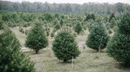 First time buying a real Christmas tree? What you should know ahead of time