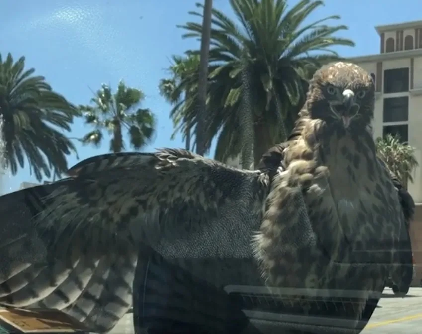 hawk on car screencap