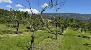 Okanagan fruit farmers hope to salvage year with different crops