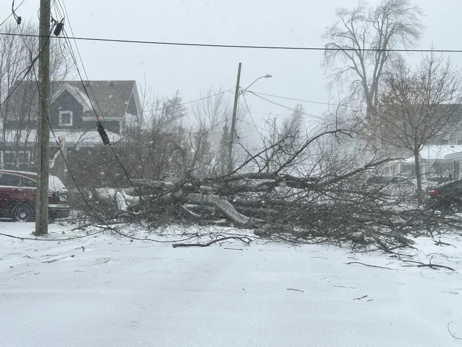 Mark Robinson: Downed tree in Crystal Beach, Fort Erie. Winter storm, power outage, Ontario storm snow. Dec. 23, 2022