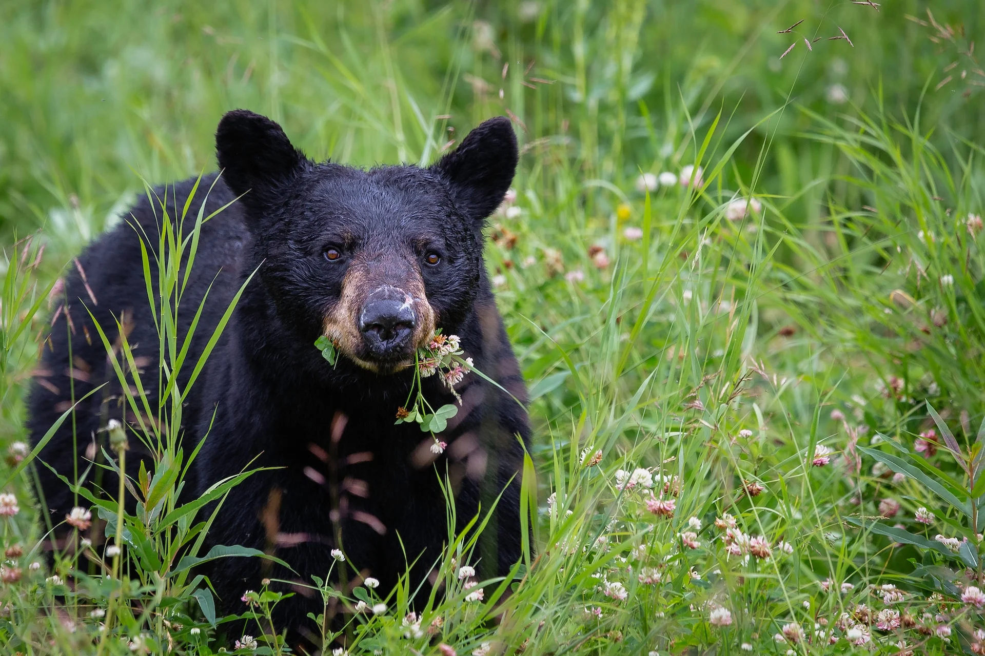Les ours sortent de leur tanière et ont faim. Comment les éviter?
