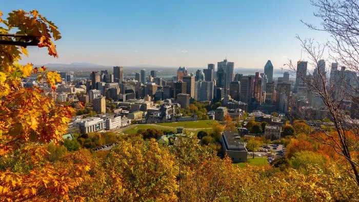 Construire en milieu urbain menace la survie des arbres. Comment faire mieux ?