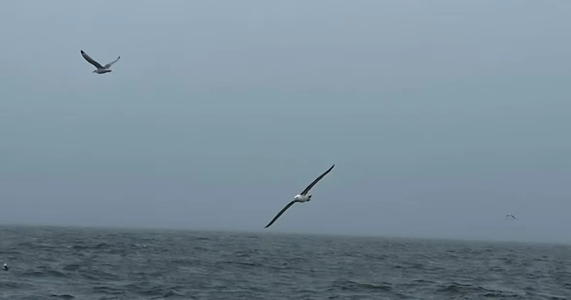 Albatross joins list of new birds to visit New Brunswick in 2023