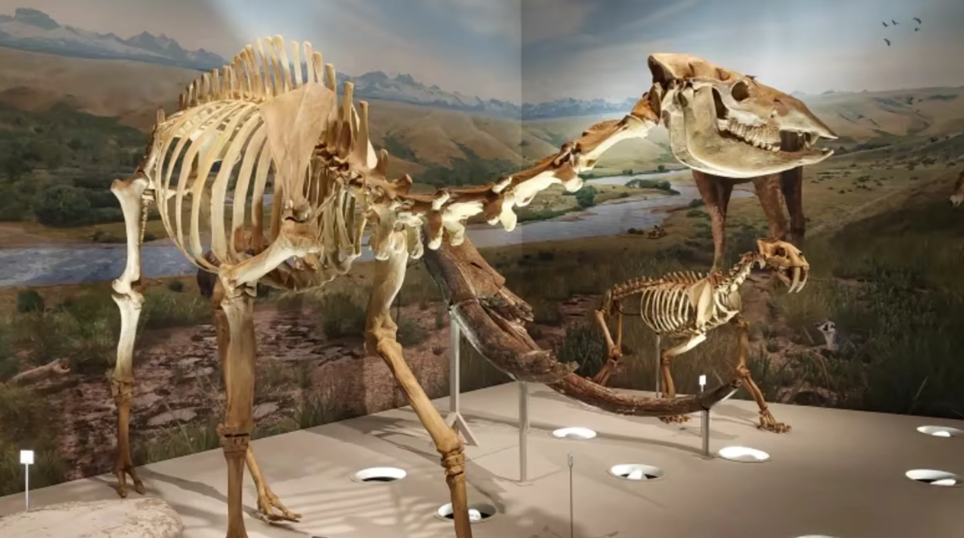 Alberta paleontologists studying rare horse and camel fossils
