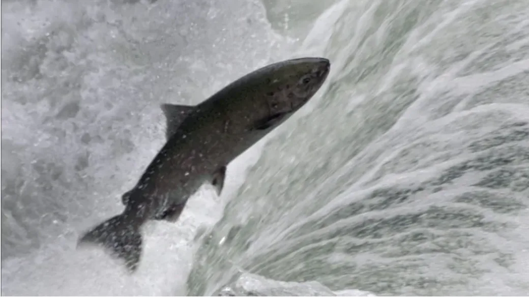 CBC: A chinook salmon fights its way upstream.