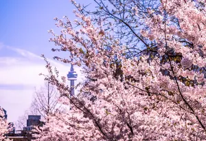 Peak of sensitive cherry blossoms in Toronto in peril due to frost