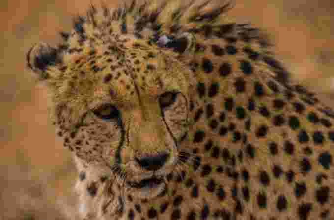 Cheetah - courtesy Sergio Izquierdo
