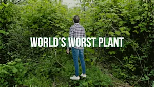 This destructive plant starts sprouting in Canada in March. Removal takes years