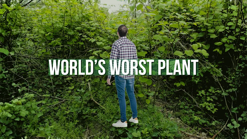 This invasive plant has escaped Canadian gardens - The Weather Network