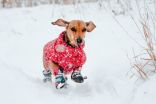 5 things you'll need for you and your dog's winter walk