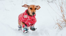 5 things you'll need for you and your dog's winter walk
