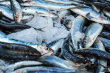 B.C.’s fishing industry grapples with COVID-19-related impacts