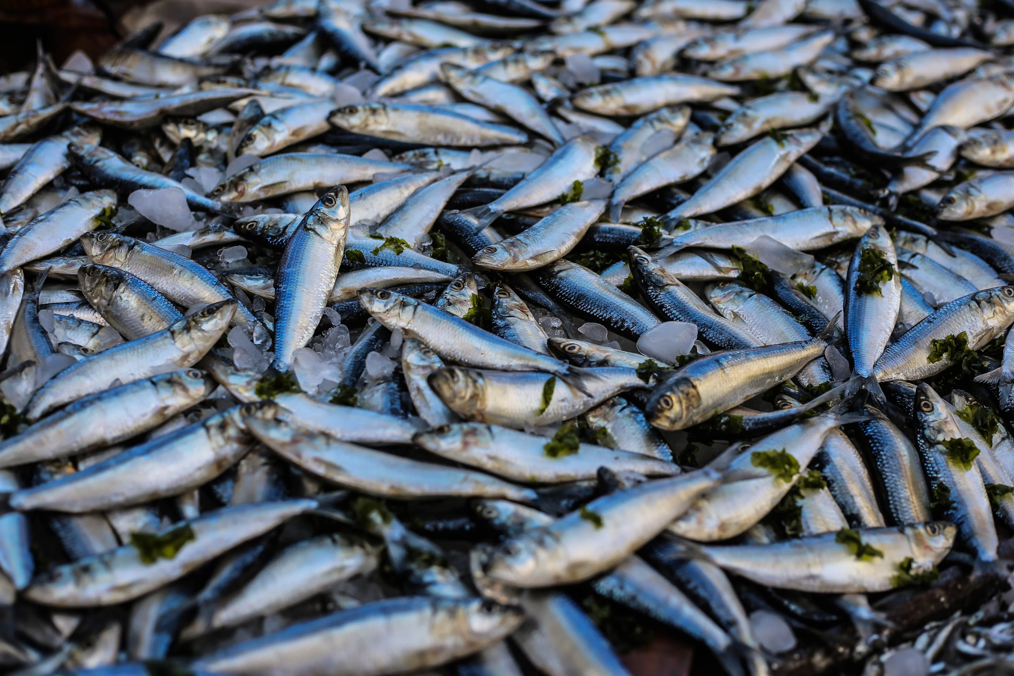 Pile of fish pexels