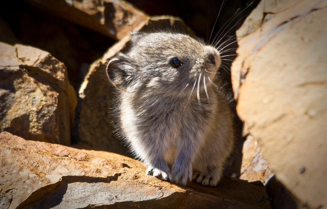 Wikipedia - collared pika