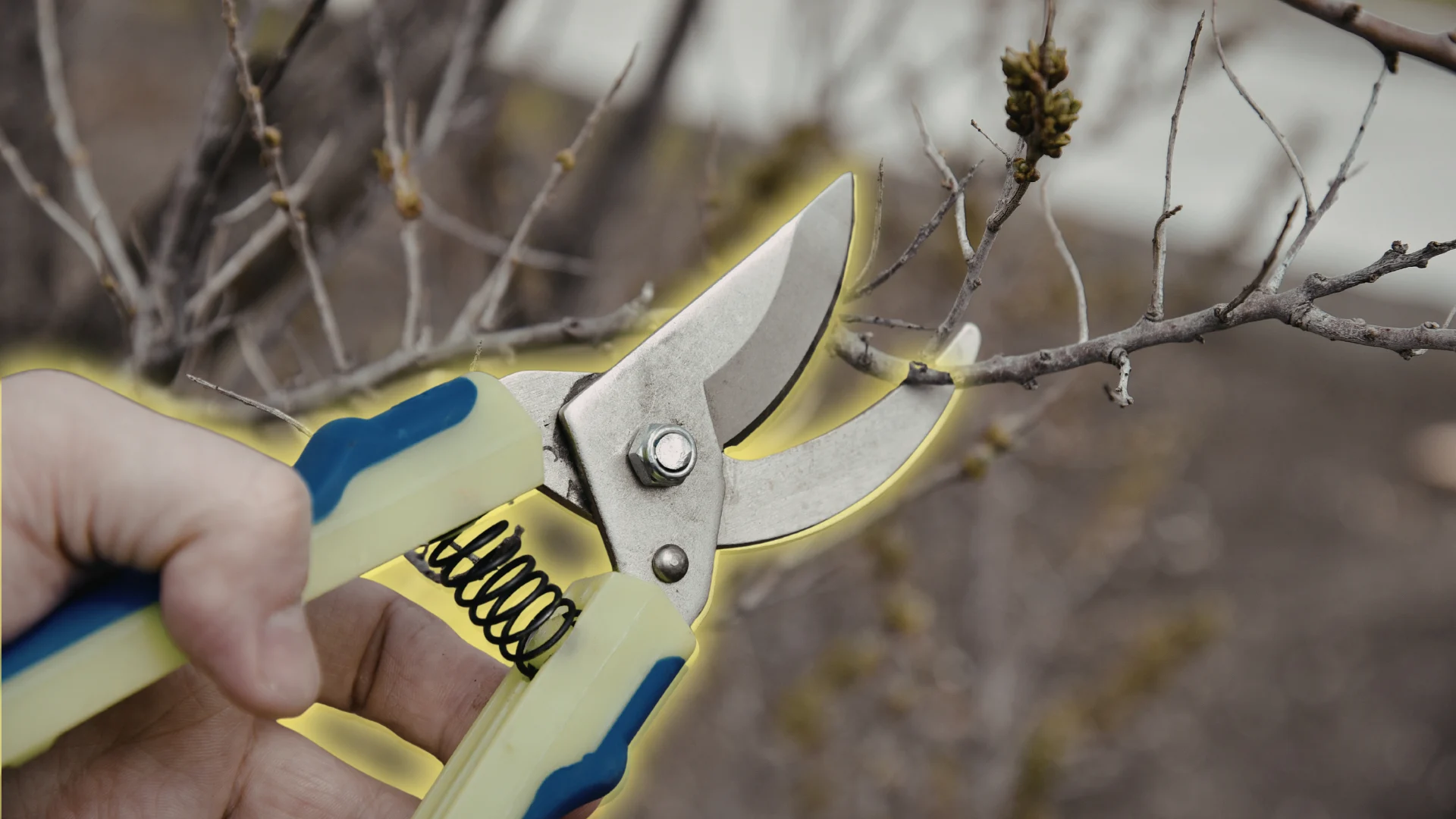 Here are the best times to prune your trees this year - The Weather Network