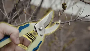 Here are the best (and worst) times to prune your trees this year