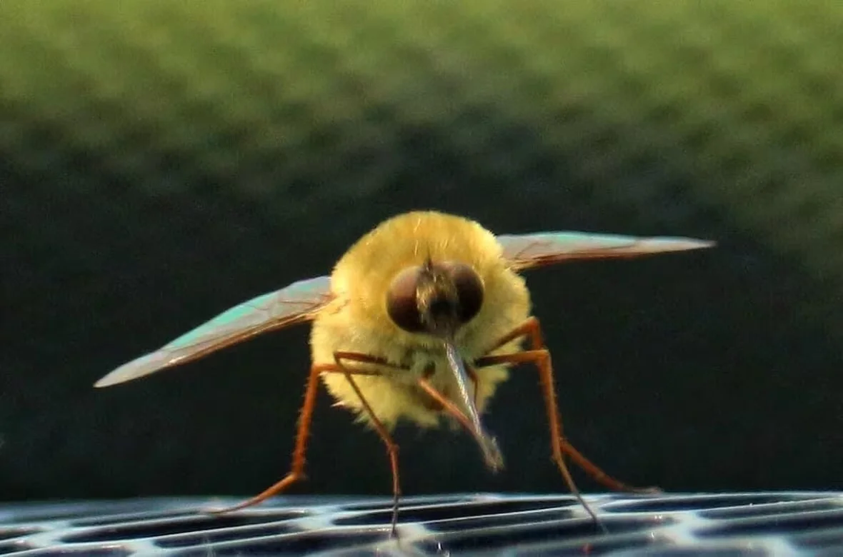 bee-fly-don-t-reuse/Submitted by Rendy Shuya via CBC (do not reuse)