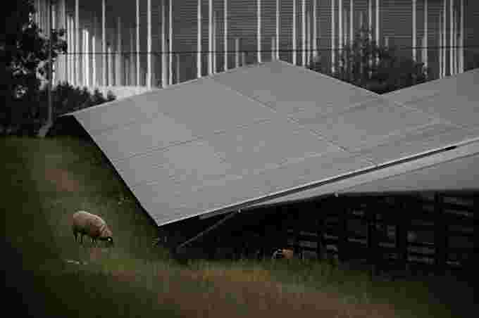 A sheep grazes next to solar panels of the Labarde solar farm in Bordeaux southwestern France on May 12, 2022. The solar farm of 140,000 solar panels is located on a former landfill and is the largest urban solar farm in Europe.  (Philippe LOPEZ/ AFP/ Getty Images)