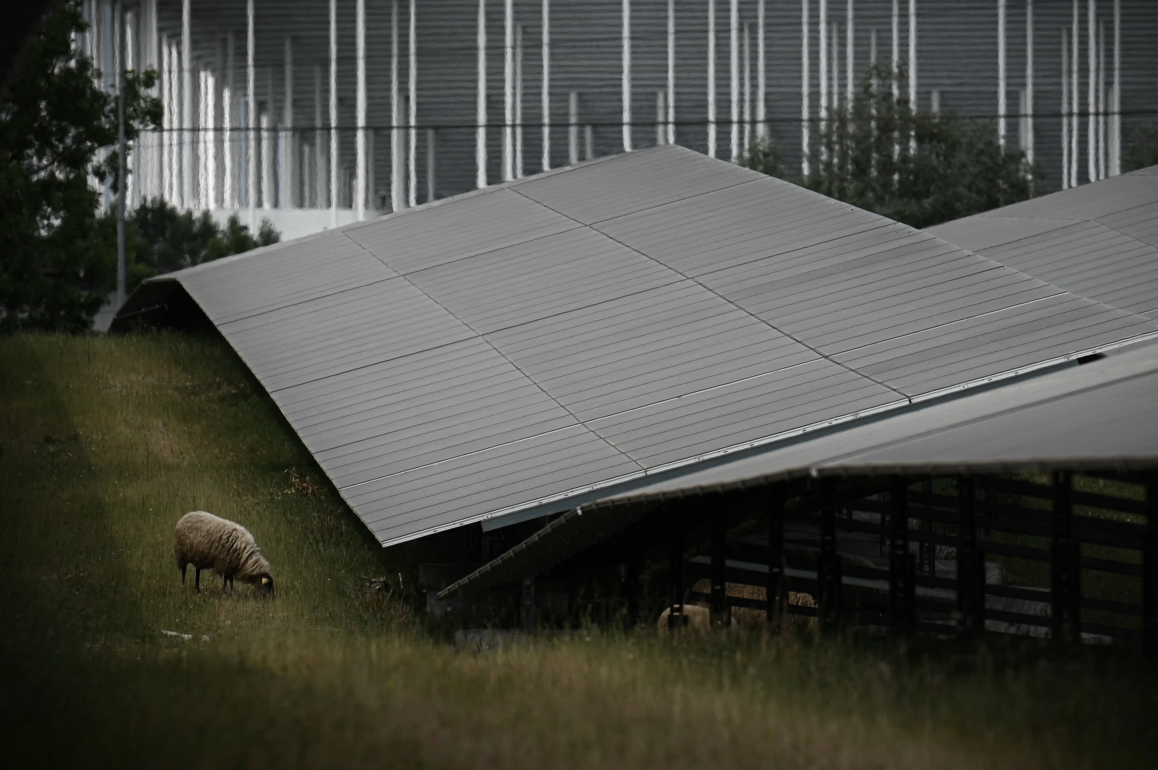 A sheep grazes next to solar panels of the Labarde solar farm in Bordeaux southwestern France on May 12, 2022. The solar farm of 140,000 solar panels is located on a former landfill and is the largest urban solar farm in Europe. (Philippe LOPEZ/ AFP/ Getty Images)