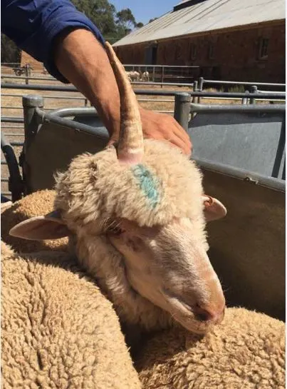 Cet animal ressemble drôlement à... une licorne. 