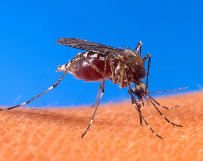 Malgré un déclin mondial des insectes, les moustiques se portent bien