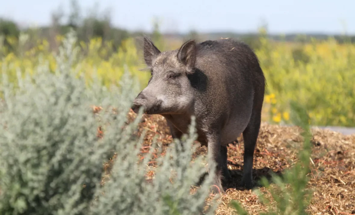 wild-boars-1/Submitted by Ryan Brook via CBC