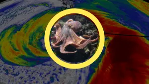 Camera catches octopus clinging to rocks as it rides out BC's bomb cyclone