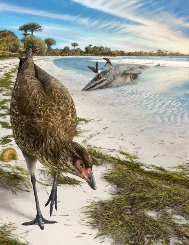 REUTERS: Artist's reconstruction of the world's oldest-known anatomically modern bird, Asteriornis maastrichtensis, in this handout photo released to Reuters on March 17, 2020. Phillip Krzeminski/Handout via REUTERS