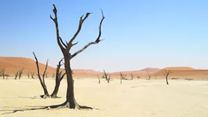 One day, all of Earth's plants will disappear. Scientists think they know when