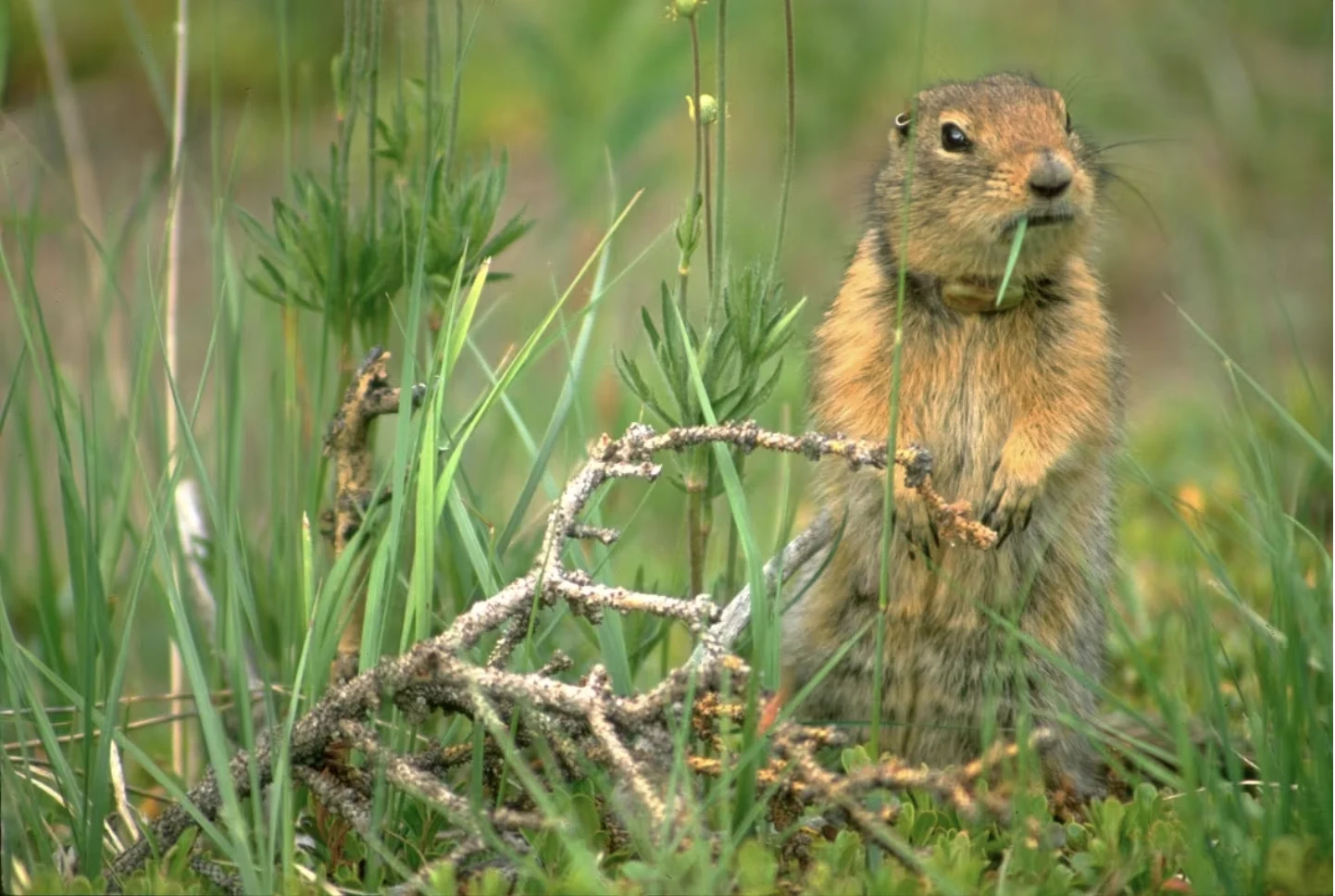 CBC: A female Arctic ground squirrel bulks up for winter. The species is still common in Yukon today. (Tim Karels/University of Toronto Scarborough)
