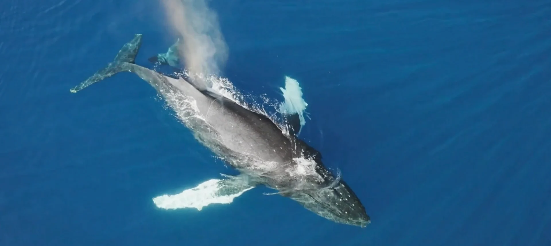 Observe whales and other mesmerizing sea creatures on this unique B.C. tour boat