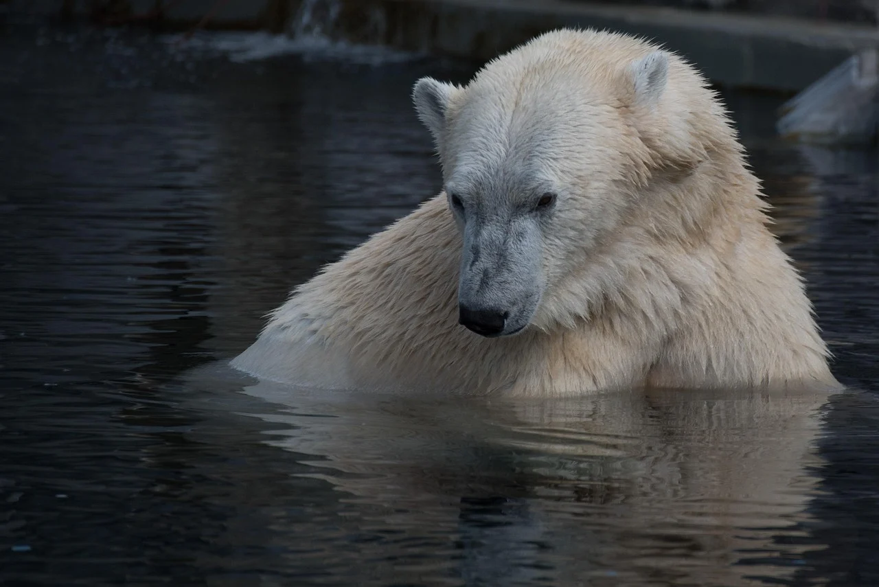 L'évolution en marche : des ours polaires défient le réchauffement