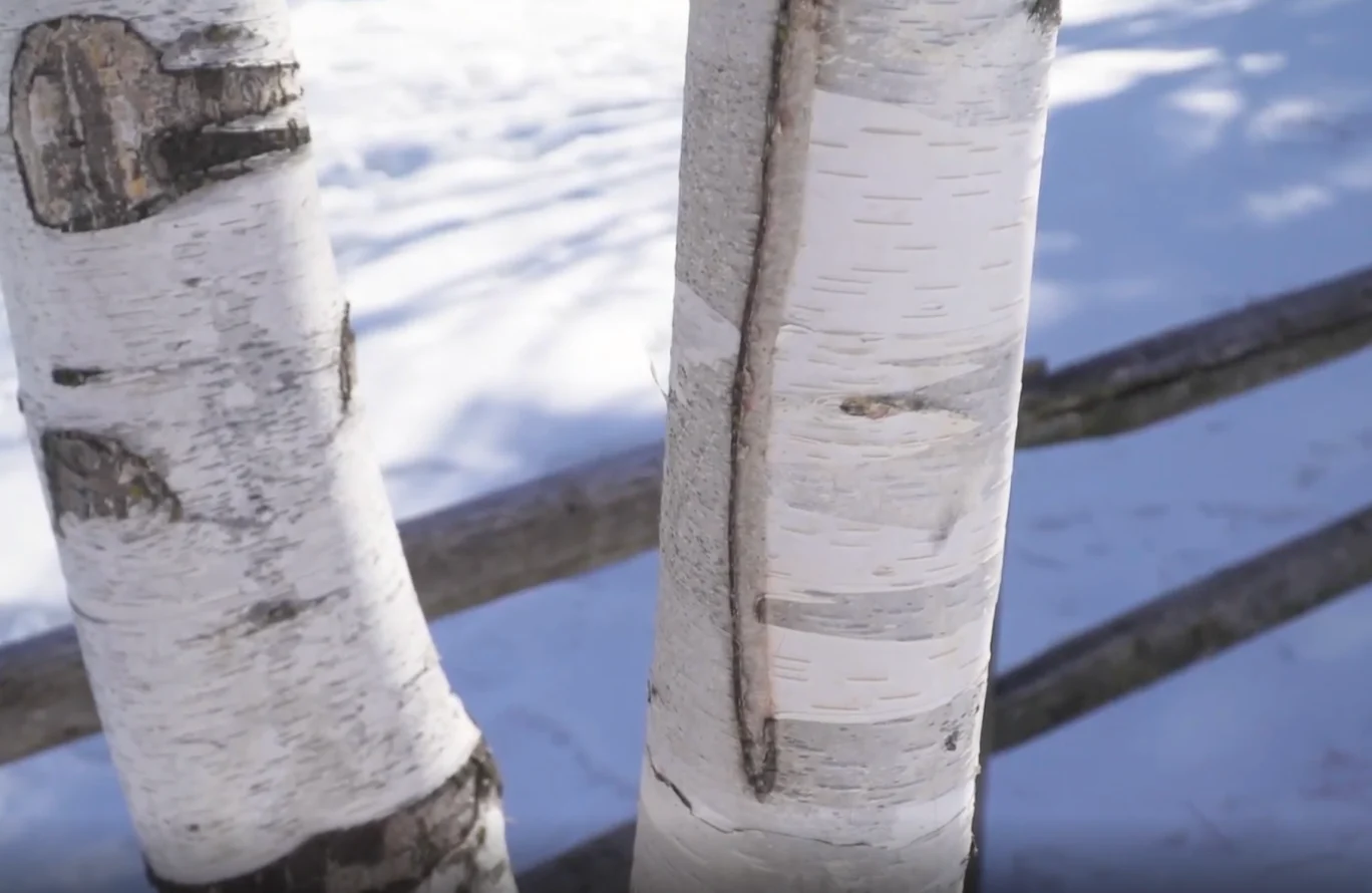 Jordyn Read: Example of a frost crack on a tree
